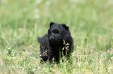 SCHIPPERKE 607